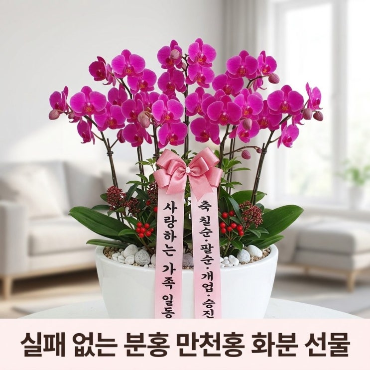  분홍 만천홍 서양난 화분, 칠순·팔순·개업·승진 선물로 실패 없는 선택