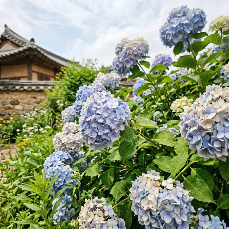수국 키우기, 모종 심는 시기, 물주기, 색깔 변화, 가지치기의 모든 것