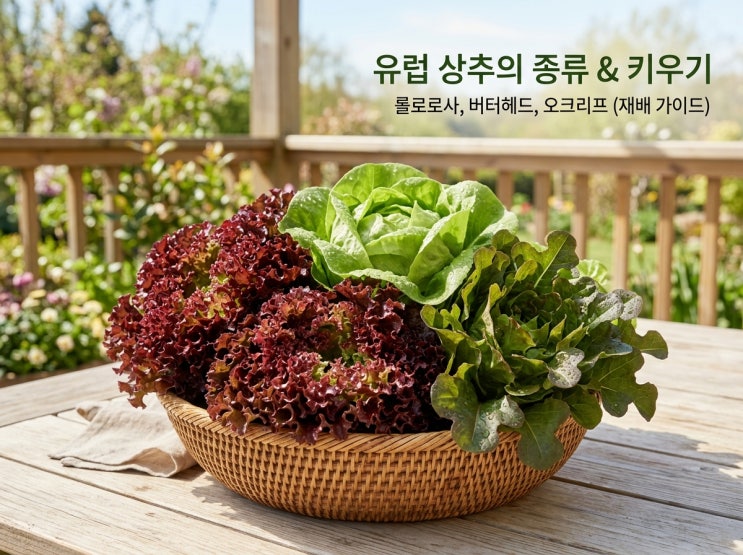  유럽상추 모종 종류와 심는 시기·키우기 총정리
