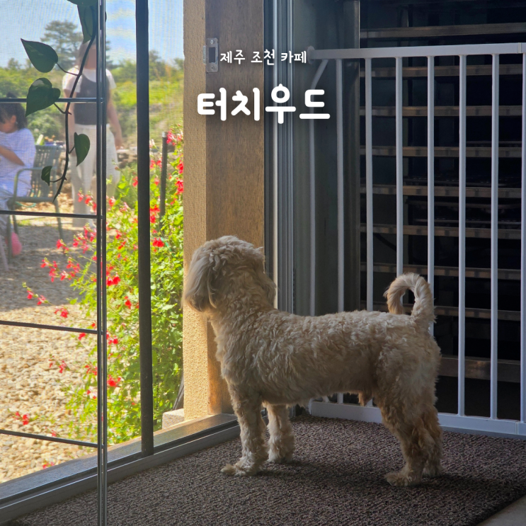 제주 조천 감성 카페, 조용한 분위기의 애견동반카페 터치우드