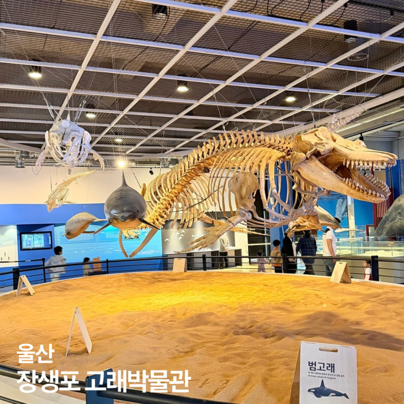부산 근교 아이랑 가볼만한곳 울산 장생포 고래박물관 아이와 실내 추천 소요시간 입장료 정....