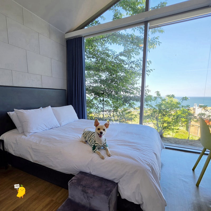 부산 근교 울산 애견동반 숙소 헤이메르 펜션 강아지랑 1박 2일 후기