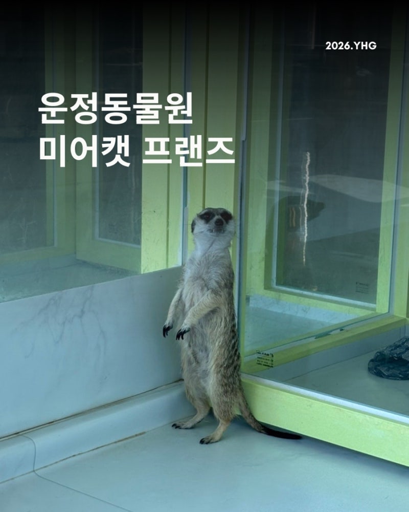 파주 동물 체험 미어캣 프랜즈 | 파주 이색 체험 | 파주 아이와 가볼만한곳 | 파주 어린이 체....