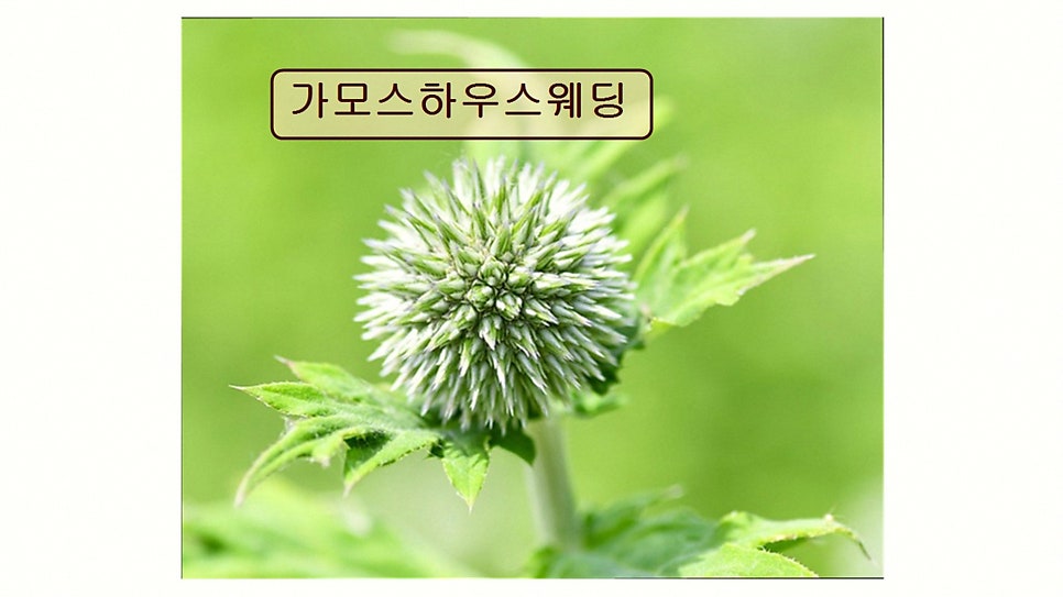 가모스하우스웨딩 사진 2
