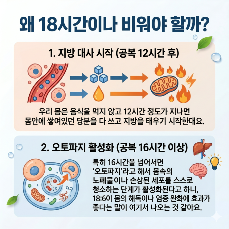  간헐적 단식 시간 18:6 방법이랑 효과 진짜 있을까?