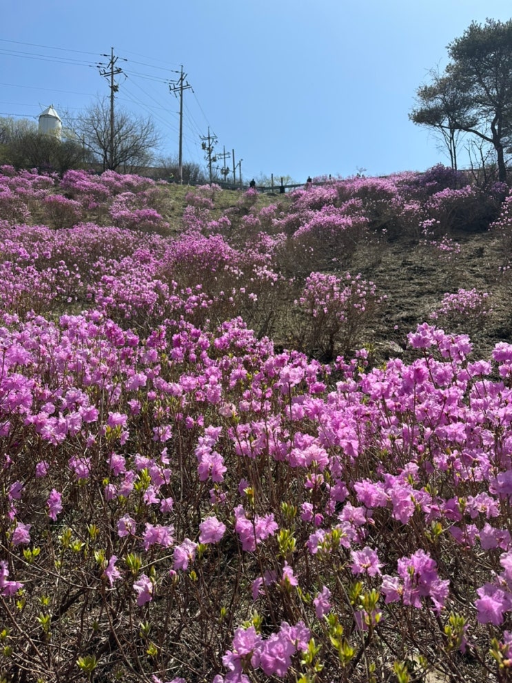  고려산 진달래축제 놀러 가기 | 고인돌 주차장, 백련사, 고려산 짬뽕
