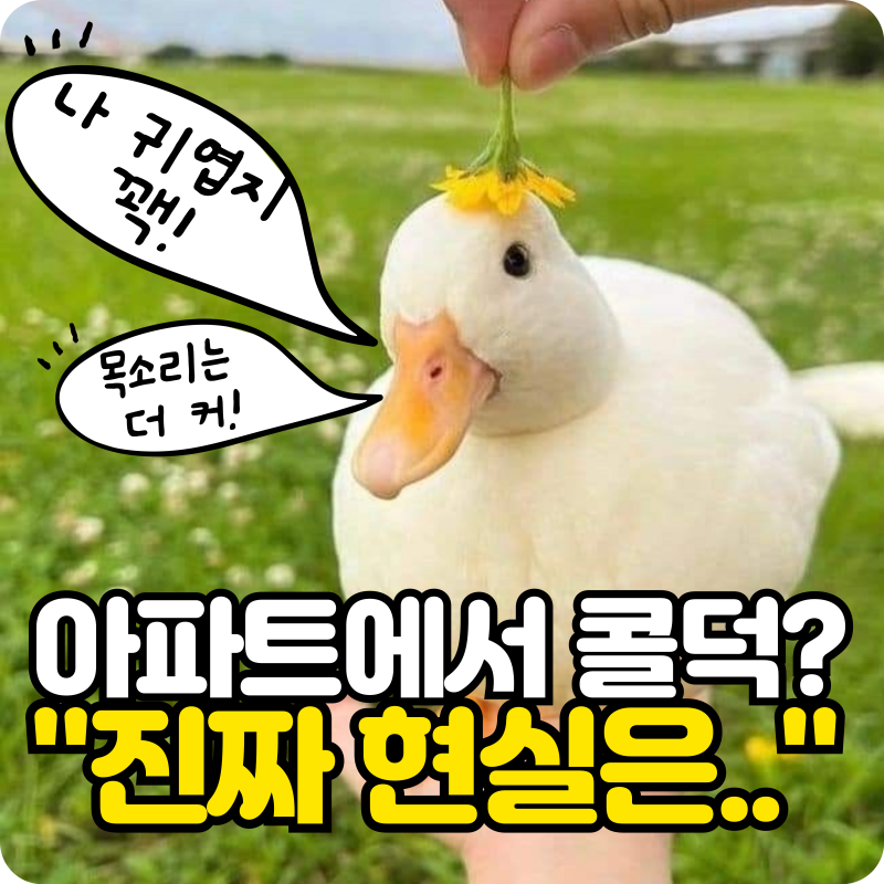 세계에서 가장 작은 오리 콜덕, 아파트에서 키우기 가능할까?