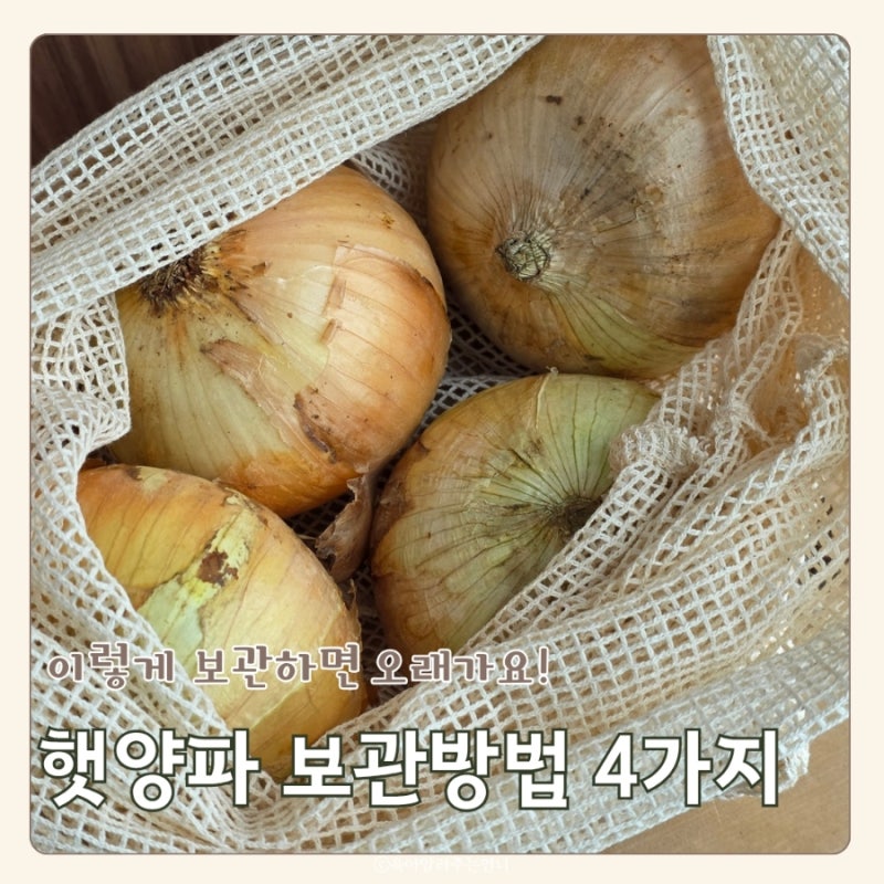 햇양파 보관법 오래 보관하는 방법 4가지