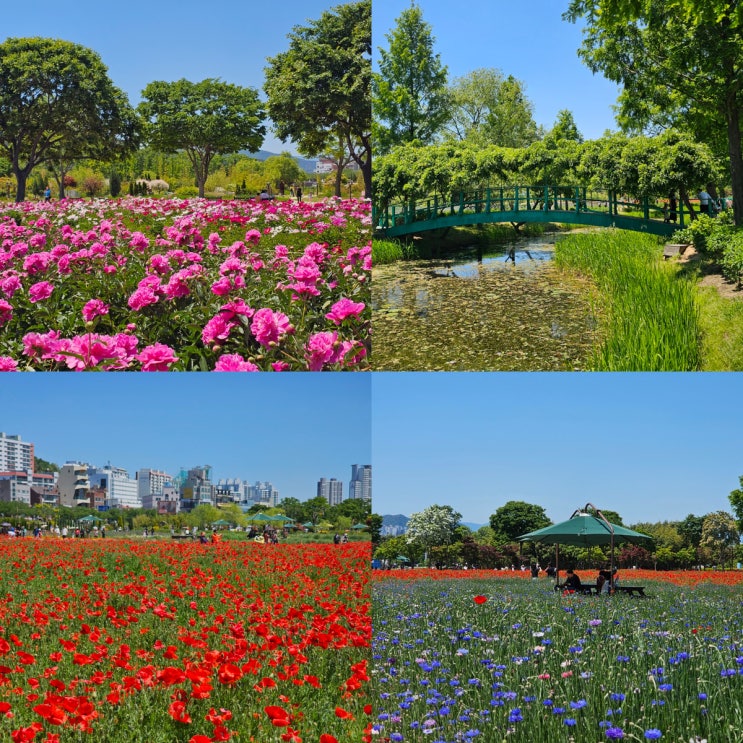  울산 태화강 국가정원 봄꽃축제 작약 양귀비 수레국화 위치 실시간 개화상태