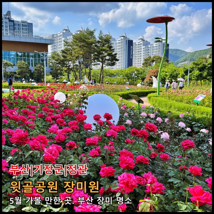  [부산] ️ 5월 가볼 만한 곳. 부산 장미 명소 '정관 윗골공원 장미원' (2026.05.11.실시간, 부문 만개)