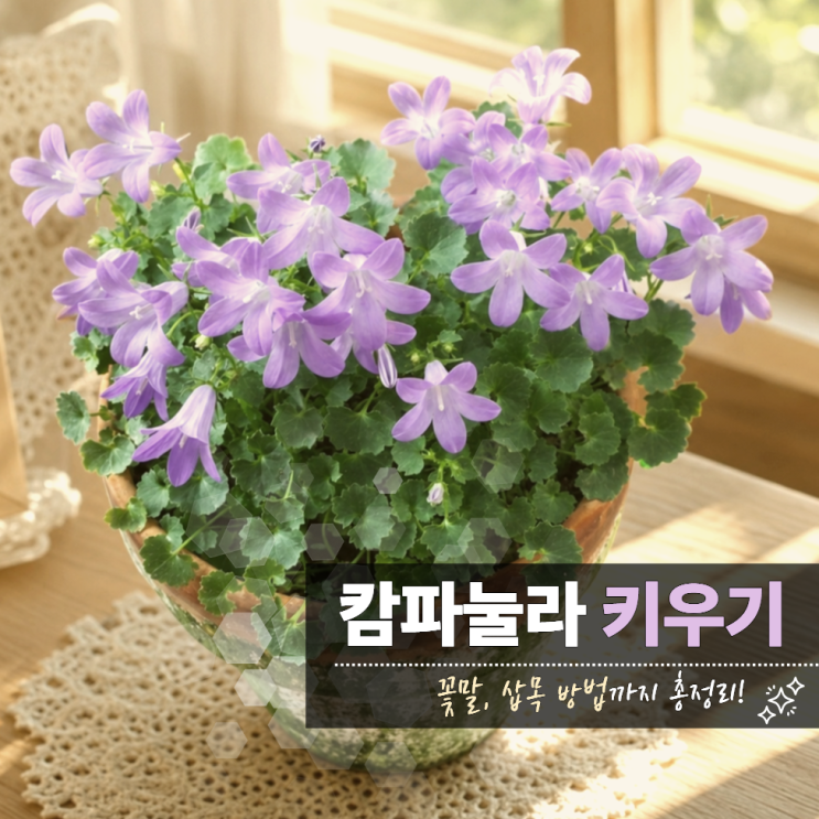  캄파눌라 꽃말 키우기 삽목 번식
