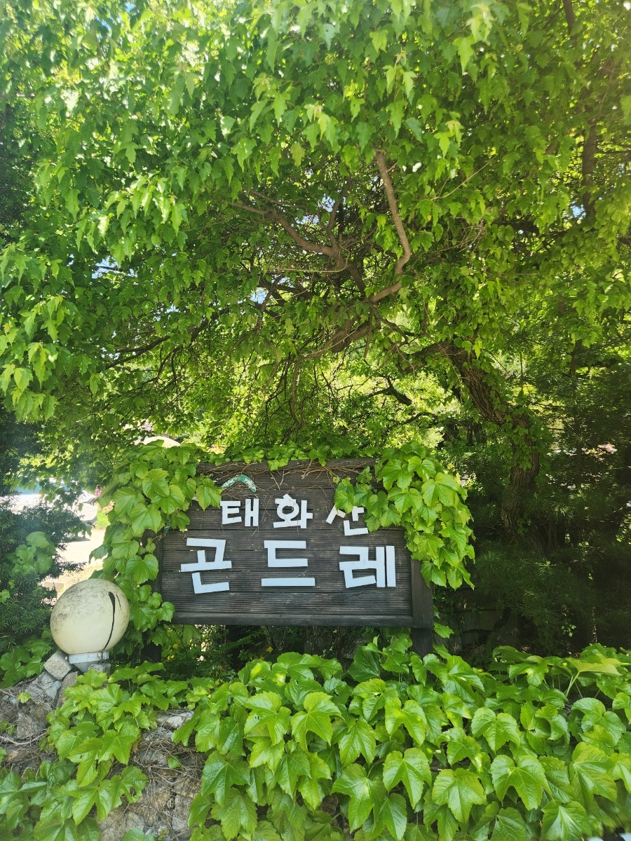 태화산곤드레 사진 2