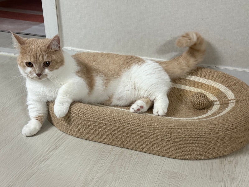 레토 고양이 스크래쳐 써보니 냥이 인생템! 특대형 사이잘삼 침대 후기