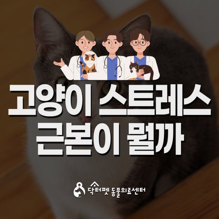  고양이 스트레스는 어디에서 올까? 최소화 하기 위한 방법들