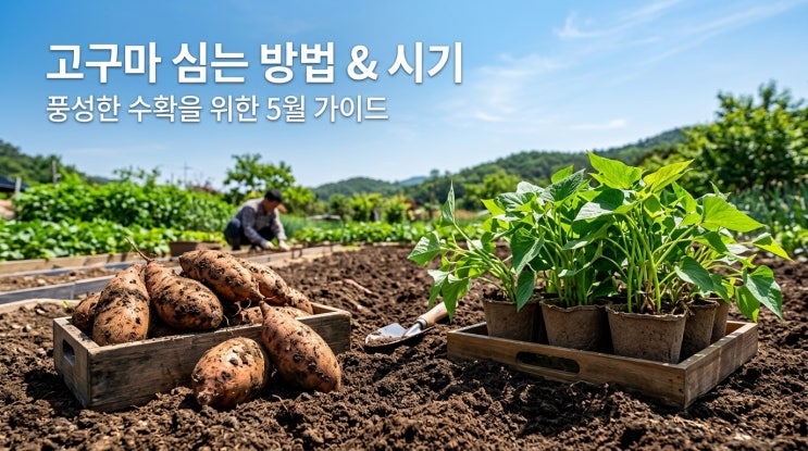  고구마 모종 심는 시기 및 방법 종류별 가격 정리