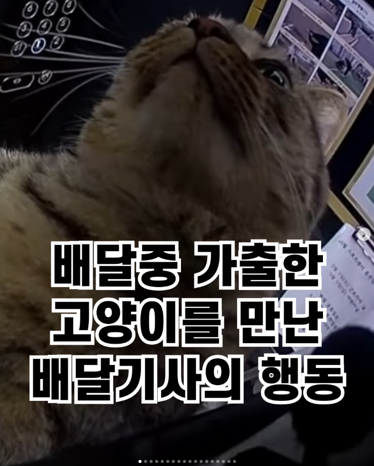  배달중 가출한 고양이를 만난 배달기사