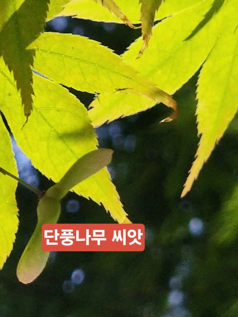 [농작물] 단풍나무 씨앗
