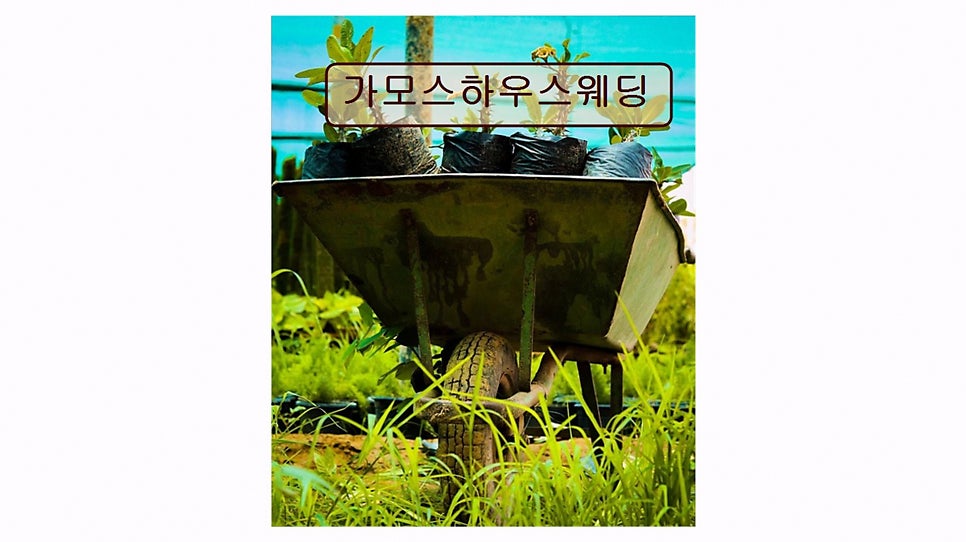 가모스하우스웨딩 사진 4