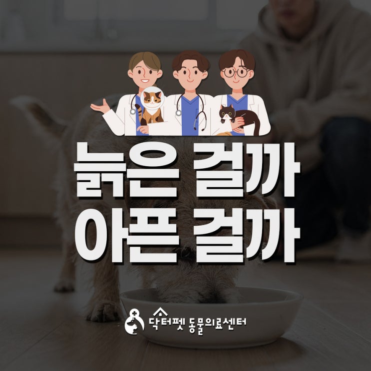  강아지 노화로 오해하기 쉬운 4가지 질환 신호 노령견 노견 고령견