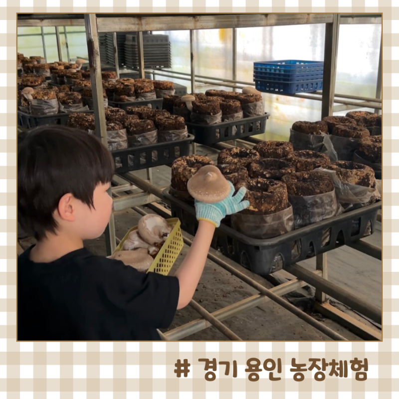 경기도 아이와 농장체험 용인 은하농장 표고버섯따기 체험후기