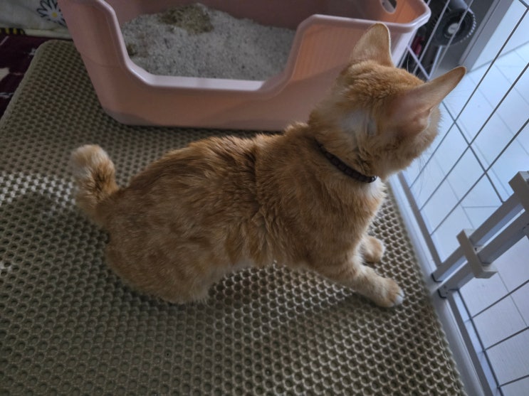  고양이 신경 발작 이후 무탈했던 오늘 하루