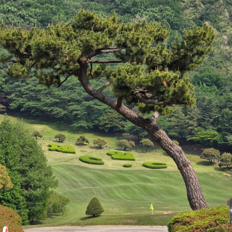 부천에서 30분! 안산 제일CC 5월 라운딩 후기 (코스전경)