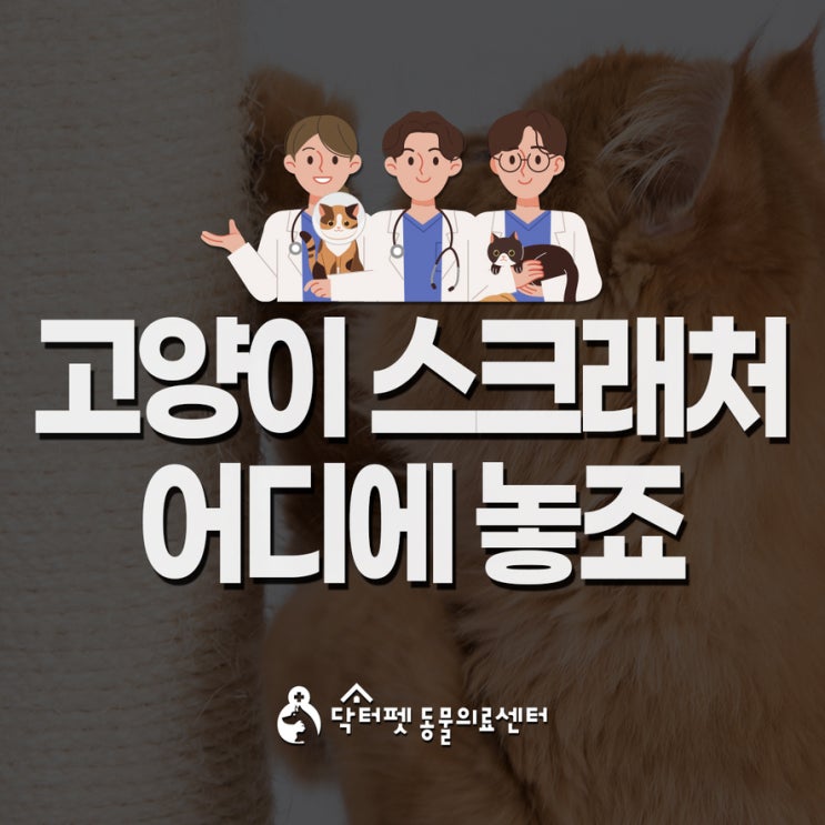  고양이 스크래처 어디에 두나요?가구 박박 긁는 냥이