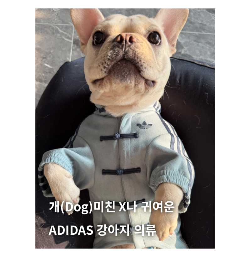 여름 산책의 완성, 아디다스 강아지 의류 컬렉션 (집사들도 주목 !!)