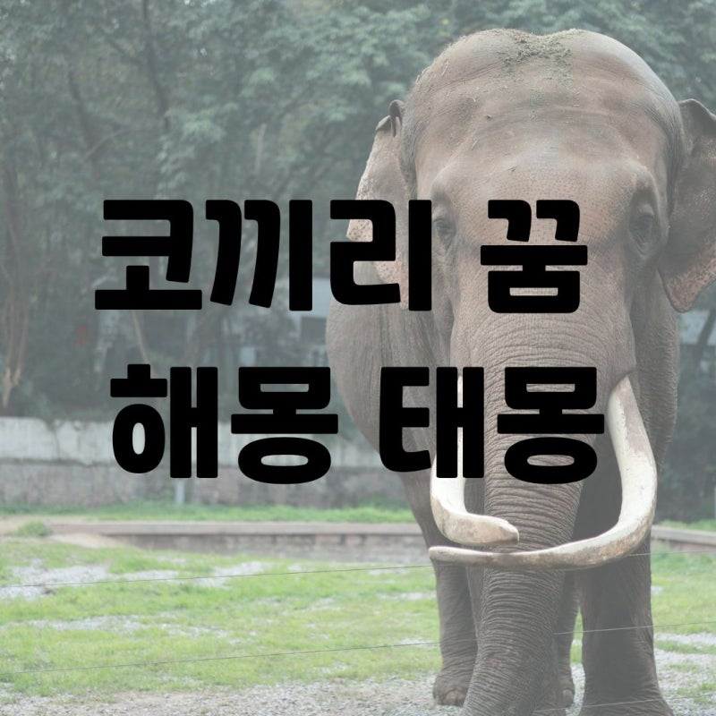 코끼리 꿈 해몽 태몽 새끼 코끼리 꿈 코끼리 타는 꿈 의미 풀이