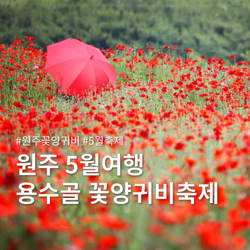 2026 원주 용수골 꽃양귀비축제 일정 총정리 및 행사안내