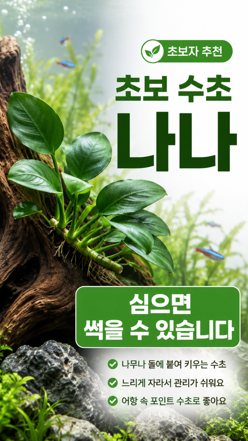 나나 수초 키우기 [초보자가 제일 많이 심다가 죽이는 이유]