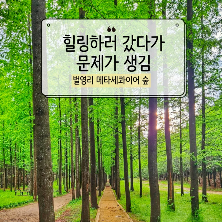  영덕 메타세콰이어숲길 맨발길 체험했다가 당황한 썰