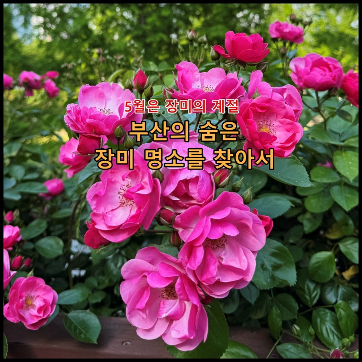  [부산] 5월은 장미의 계절, 부산의 숨은 장미명소를 찾아서