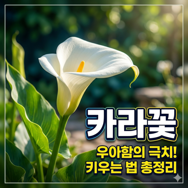 카라꽃 꽃말 키우기 화분 물주기 노란 카라 피우는 시기는?