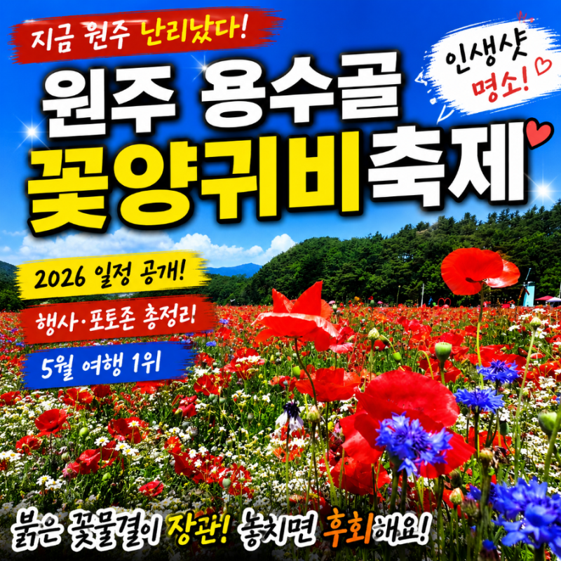 지금 원주 난리 났다! 2026 용수골 꽃양귀비축제 일정 행사 완벽정리(ft. 강원도 원주 여행)