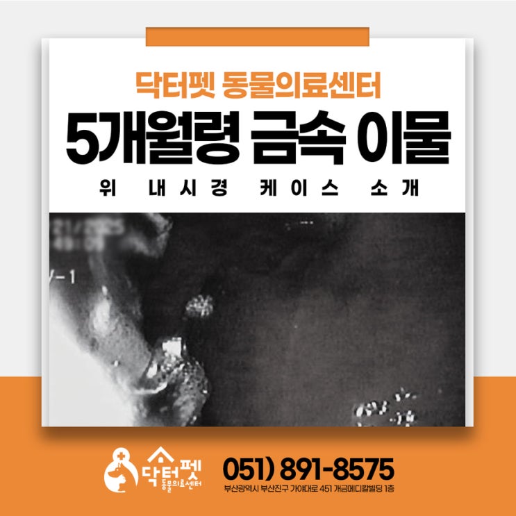  5개월령 비숑이 마스크 철사 삼켰어요 강아지 위내시경 부산 24시 동물병원 코 와이어