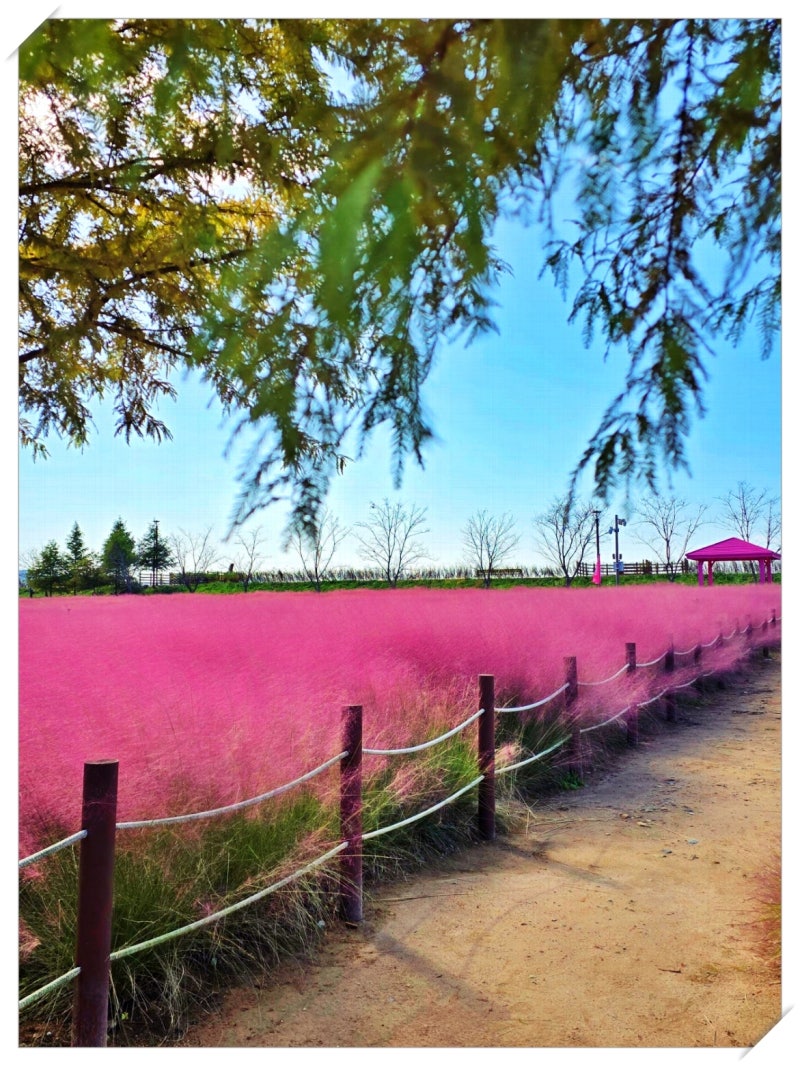아침마다 매트리콜 콜라겐 세럼 사용법 공유