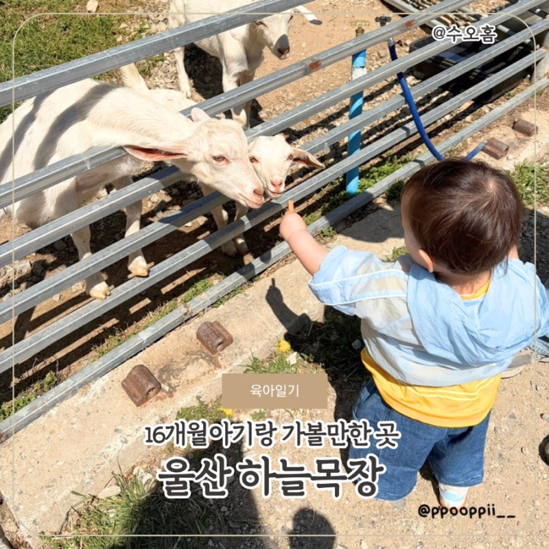 울산 아이랑 가볼만한곳 추천, 하늘목장 16개월 아기랑 다녀온 후기