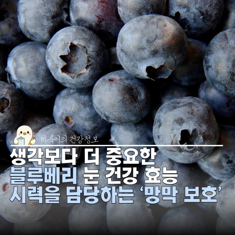 블루베리 효능 섭취량 냉동 말린 형태 특징: 망막 보호에 좋은 이유