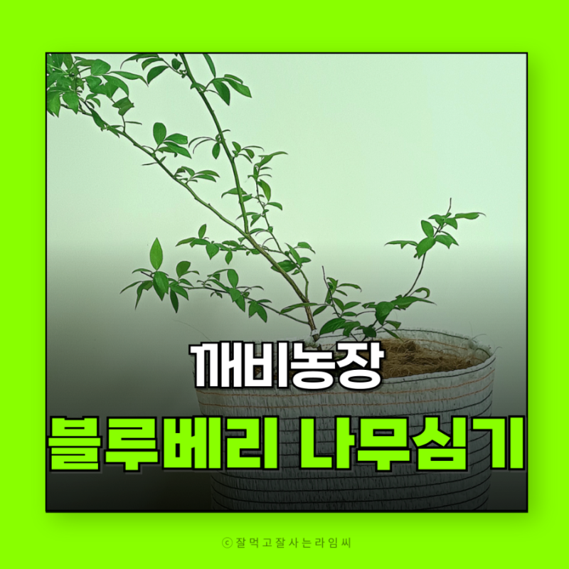 블루베리심는시기 블루베리키우기 깨비농장 묘목 화분 상토 한 번에