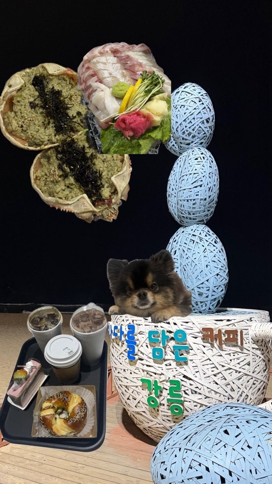 강아지와 함께한 가족 강릉 1박 2일 여행 1탄 (해송횟집, 보사노바커피로스터스, 안목해변 구....