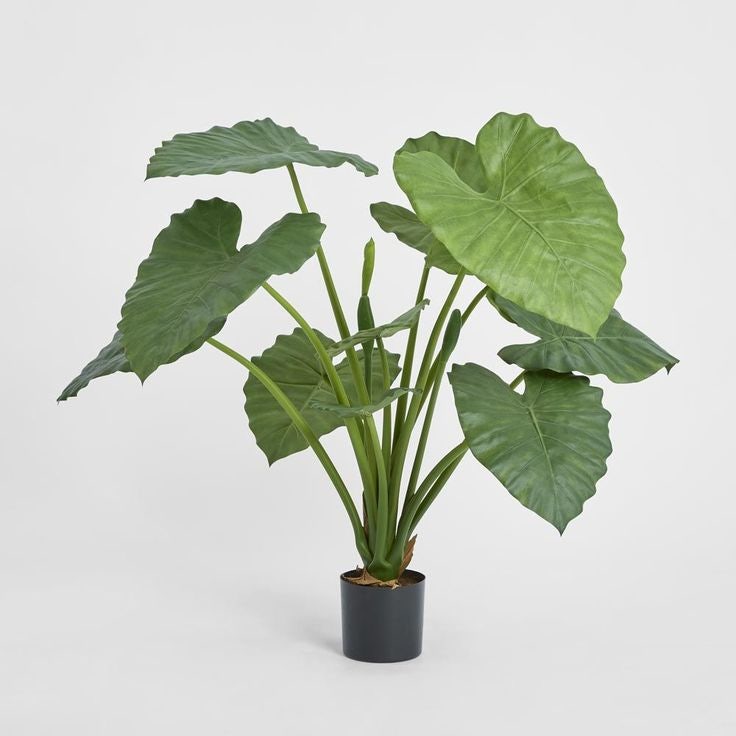 알로카시아 오도라 (Alocasia odora)
