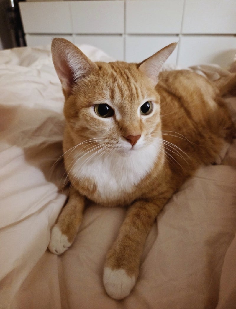 코숏 치즈태비 특징, 직접 키워보니 진짜 이런 매력이 있었어요