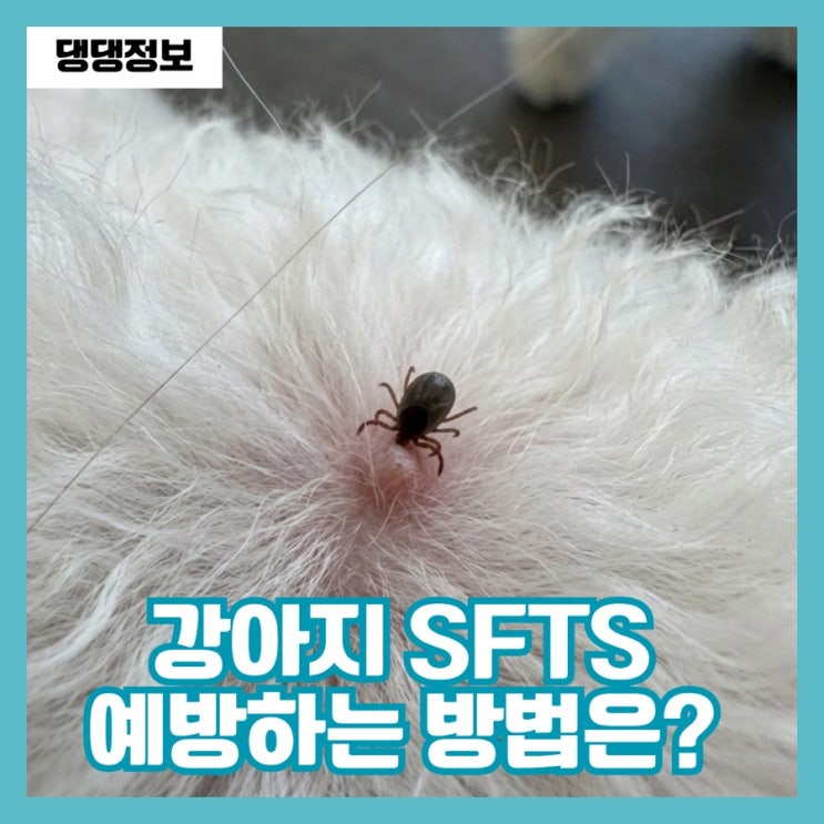  SFTS 강아지 진드기 감염 증상 꼭 알아야 할 예방법