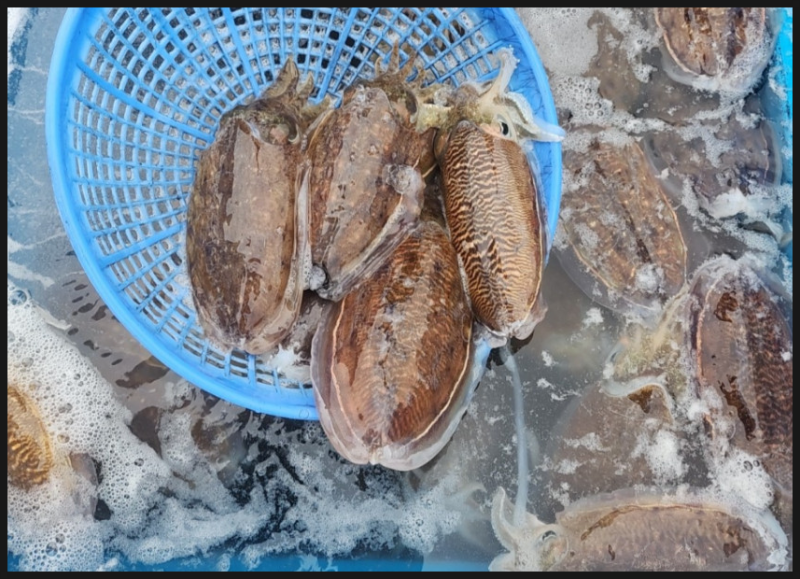 갑오징어 효능 및 부작용 그리고 제철, 손질, 데치기, 통찜