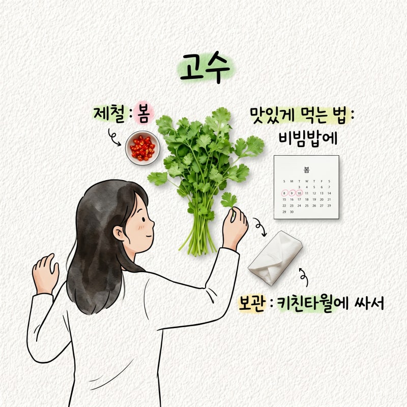 고수 효능 부작용 고수나물 채소 제철 맛 먹는법 보관법