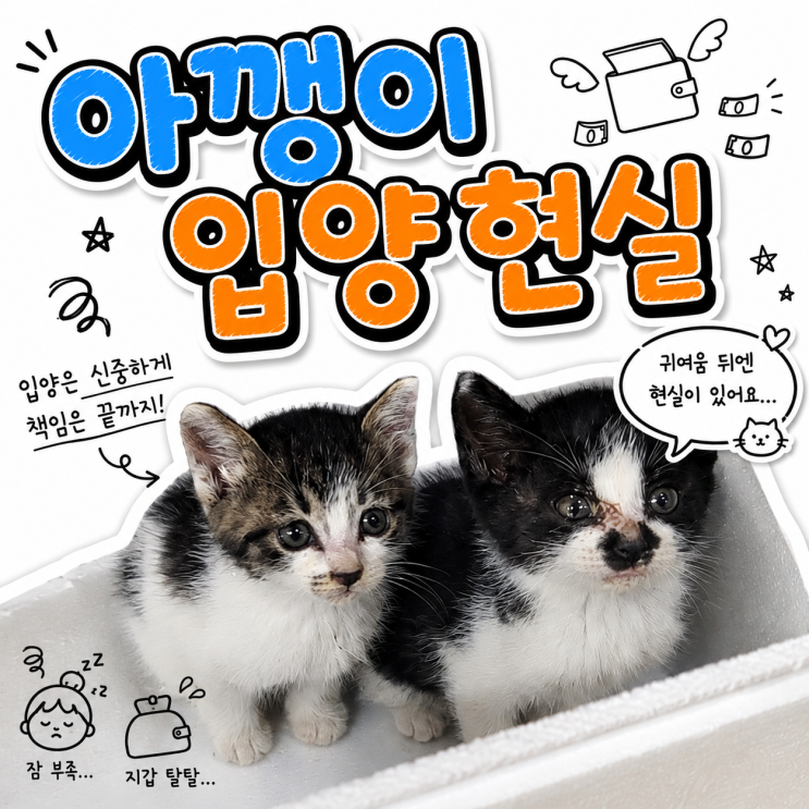  고양이 냥줍·입양 준비물보다 먼저 알아야 할 현실 이야기