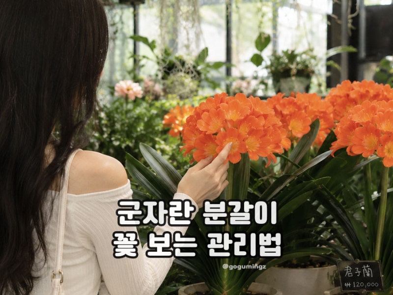 군자란 분갈이 어떻게 할까? 군자란꽃 피우는 물주기 관리법