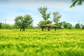 Beodeunamuyuwonji photo 6