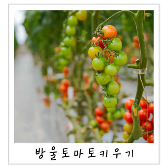 방울토마토 키우기 열매 안 맺는 이유 씨앗과 모종심기부터 달라요